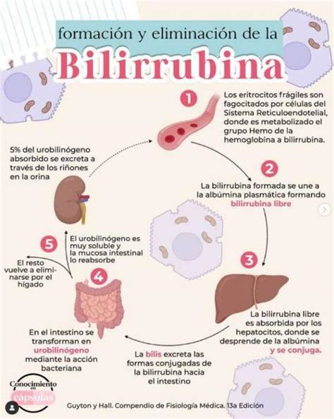 infografía explicando el ciclo de la bilirrubina y cómo se procesa en el hígado