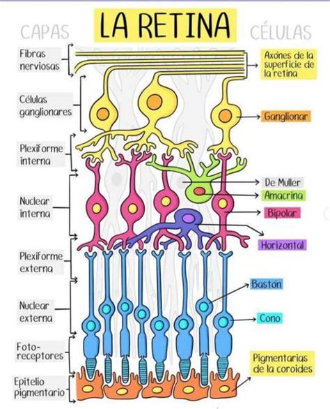 Esquema de las distintas capas del ojo y la retina