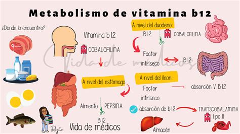 Esquema: la ruta metabólica de la vitamina B12 y la importancia de la suplementación en dietas veganas.