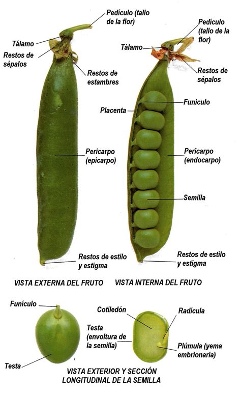 infografía mostrando las partes de la vaina de haba y el proceso de desgranado