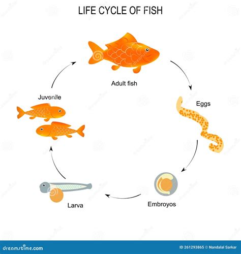 Esquema del ciclo de vida de parásitos comunes en peces y su transmisión al humano
