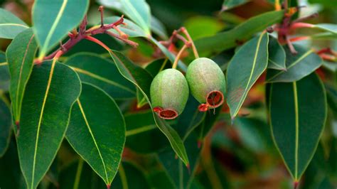 Foto: plantas de hamamelis y eucalipto
