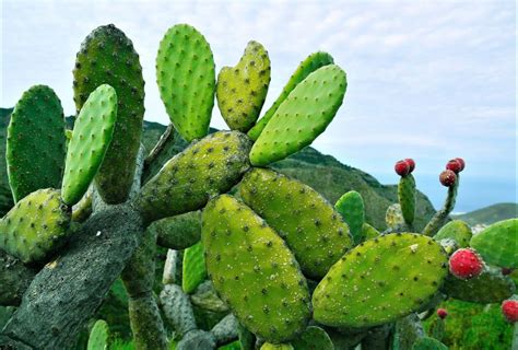 Ilustración botánica detallada de la planta de nopal con sus pencas, espinas y flores.
