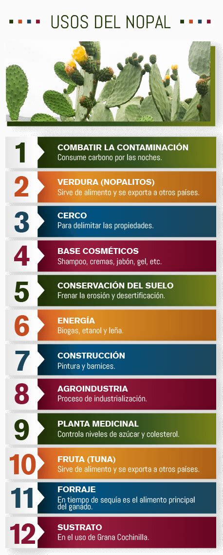 Infografía comparando los usos del nopal: verdura, forraje, dulces y usos medicinales.