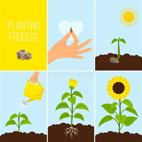 Ilustración paso a paso del proceso de plantación de una penca de nopal.