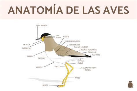 Esquema anatómico del pico del ave, mostrando su función y desarrollo desde la eclosión.