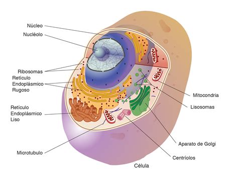 Diagrama de una célula de levadura mostrando sus orgánulos: núcleo, mitocondria, vacuolas, retículo endoplasmático y pared celular.