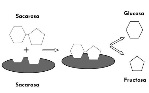 Esquema detallando la hidrólisis de la sacarosa por la invertasa de la levadura y la posterior absorción de glucosa y fructosa.