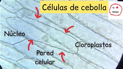 Esquema de las células epidérmicas de cebolla vistas al microscopio con sus núcleos y paredes celulares