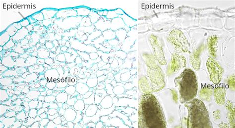 Comparación microscópica entre células epidérmicas de cebolla y estomas en una hoja