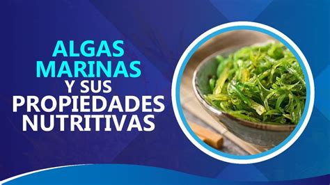 Esquema de las propiedades nutricionales de las algas marinas