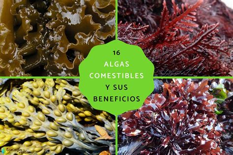 Varias algas pardas comestibles, incluyendo Kombu y Espagueti de Mar
