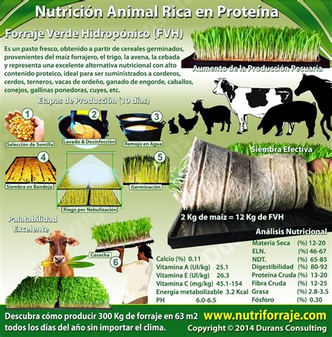 Infografía comparativa del contenido nutricional del FVH frente a forrajes tradicionales (proteína, fibra, vitaminas, minerales).
