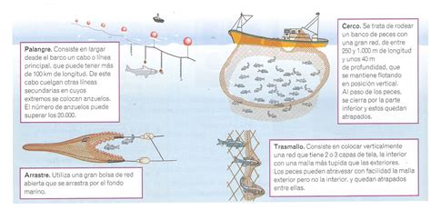 Esquema de diferentes métodos de captura de merluza (arrastre, palangre, pincho) y su impacto.
