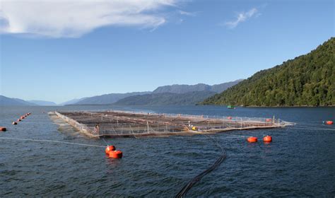 Infografía mostrando la cuota de producción mundial de salmón de Chile.