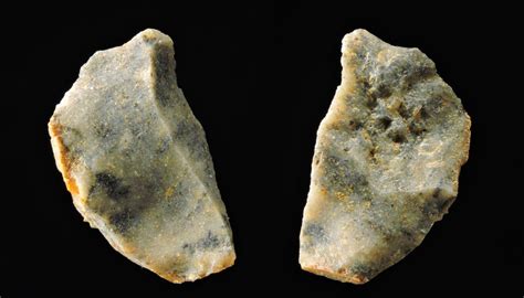 Diagrama que ilustra las marcas de corte en huesos fósiles