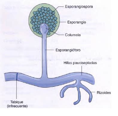 Esquema de las partes de un hongo filamentoso (micelio, hifas, esporangio) y de una levadura unicelular