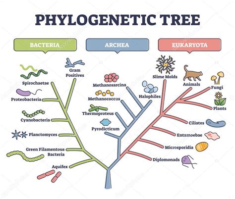 Diagrama de árbol filogenético mostrando la relación entre los principales filos de hongos