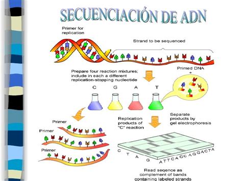 Infografía explicando el proceso de secuenciación de ADN para clasificación de especies