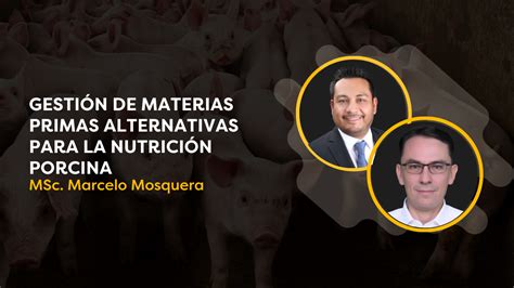 Infografía sobre materias primas alternativas para alimento de salmones