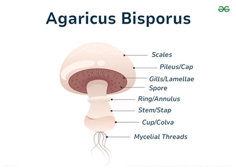 Ilustración de Agaricus bisporus con su nombre científico