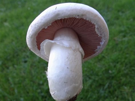 Foto de Agaricus bisporus mostrando sus laminillas y anillo