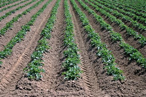 Campo de cultivo de patatas con diversas variedades en primer plano