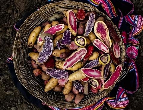 Fotografía de un surtido de papas nativas peruanas de diversos colores y formas