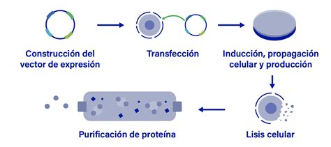 Esquema de la producción de proteínas recombinantes en levaduras, mostrando la inserción de un gen de interés en un plásmido y su posterior transformación en la célula de levadura.