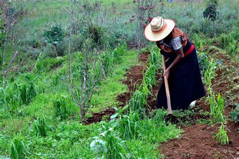 Fotografía de una comunidad indígena trabajando en un huerto frutal