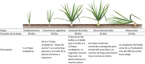 Diagrama de las etapas de crecimiento de la cebolla y sus requerimientos de luz.