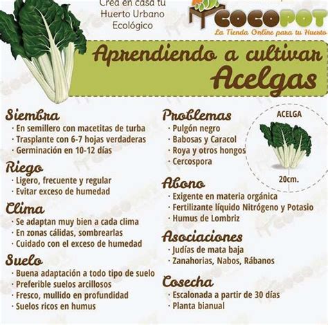 infografía sobre las etapas de crecimiento de la acelga desde la siembra hasta la madurez