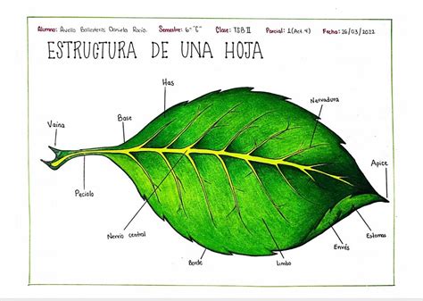 ilustración técnica que muestra cómo realizar el corte de las hojas externas sin dañar el centro