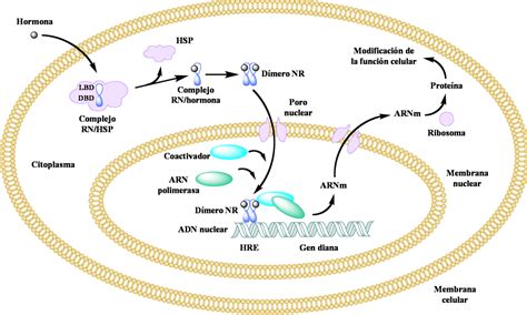 Diagrama de los principales receptores nucleares y los genes CYP que inducen