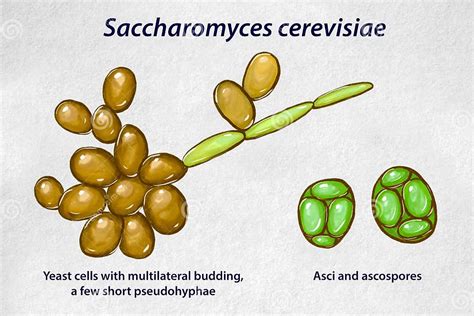 Ilustración microscópica de células de levadura de cerveza (Saccharomyces cerevisiae).