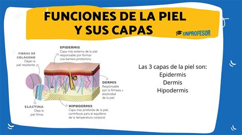 Esquema de las capas de la piel y su función de barrera protectora