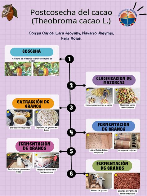 Infografía detallando el proceso de cosecha y procesamiento del corazón de palma.