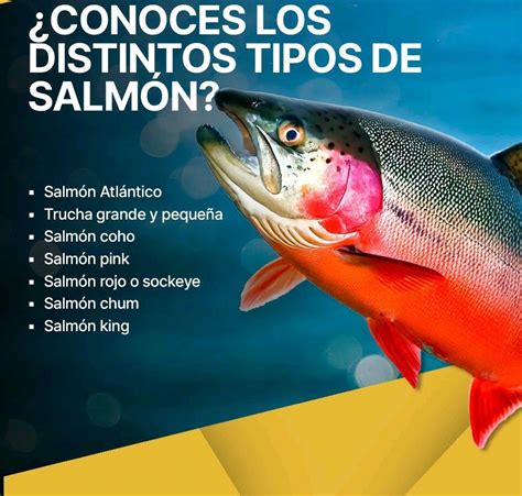 Comparación visual de los distintos tipos de salmón (Salar, Coho, Rojo, Rey)