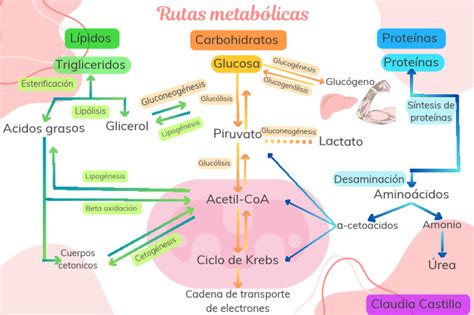 Diagrama de las rutas metabólicas y la acción de la monacolina K