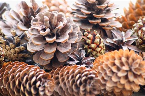 variedad de piñas secas de diferentes tamaños y formas, listas para ser utilizadas en manualidades navideñas