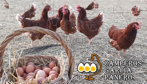 Huevos frescos de gallinas en libertad