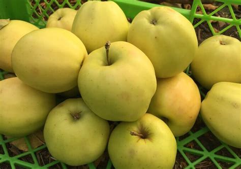 Foto de la manzana Limona