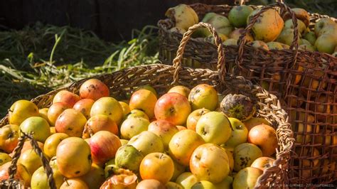 Ilustración histórica de la maja de manzanas en Chiloé