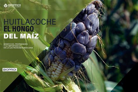 Huitlacoche creciendo en una mazorca de maíz