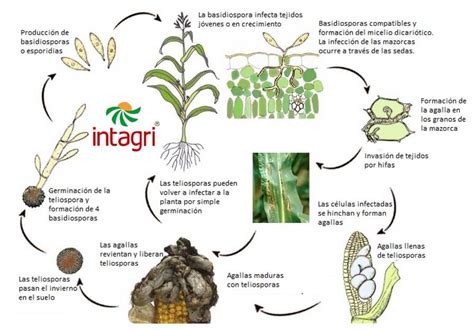 Ciclo biológico del hongo Ustilago maydis en maíz