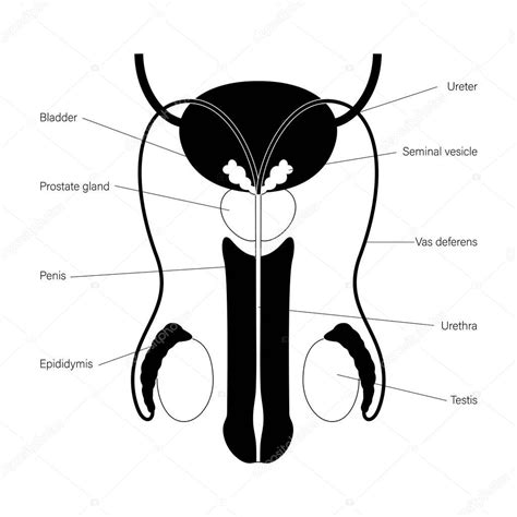 Esquema anatómico del sistema reproductor masculino destacando la ubicación de la próstata respecto a la vejiga y la uretra.