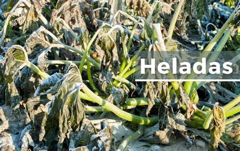 Infografía: Impacto de las heladas en cultivos