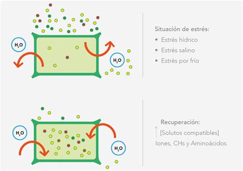 Diagrama: Efectos del frío a nivel celular en plantas