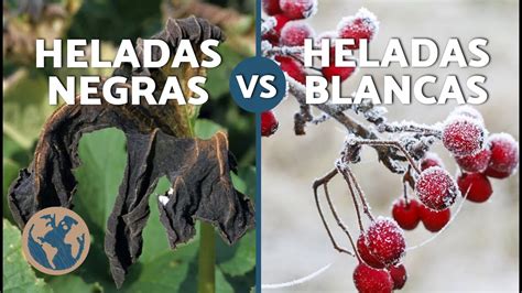 Comparativa: Helada blanca vs. helada negra
