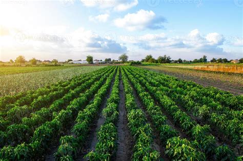 Campo de cultivo de pepinillos jóvenes